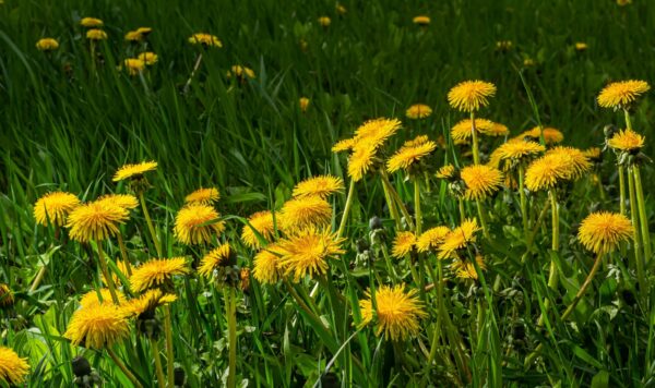 Dandelion Taraxacum officinale as a wall flower, is a pioneer plant and survival artist that can also thrive on gravel roads.